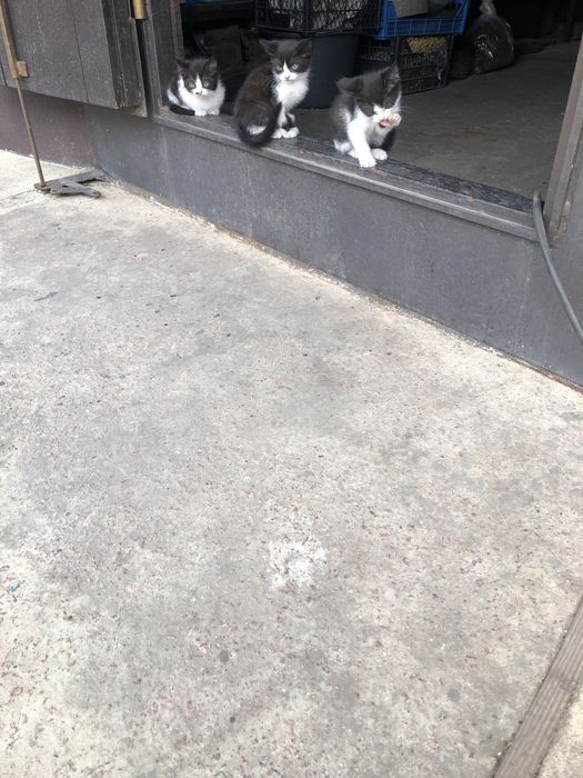 Кошенята в добрі руки