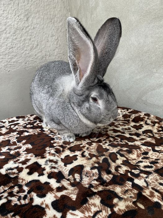 Кролики Бельгійський Велетень