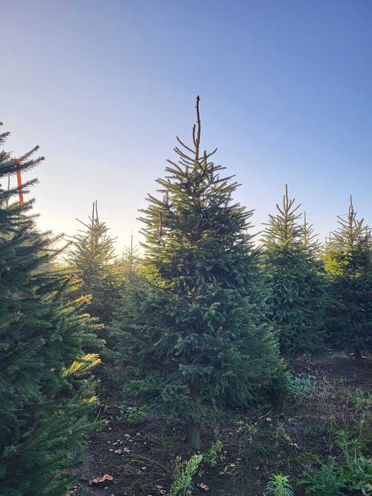 Choinka świerk pospolity