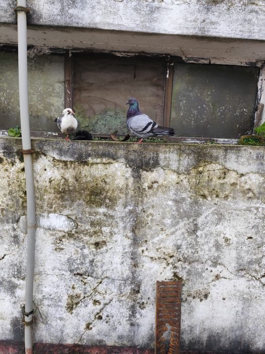 Vendo pombas , animais jovens