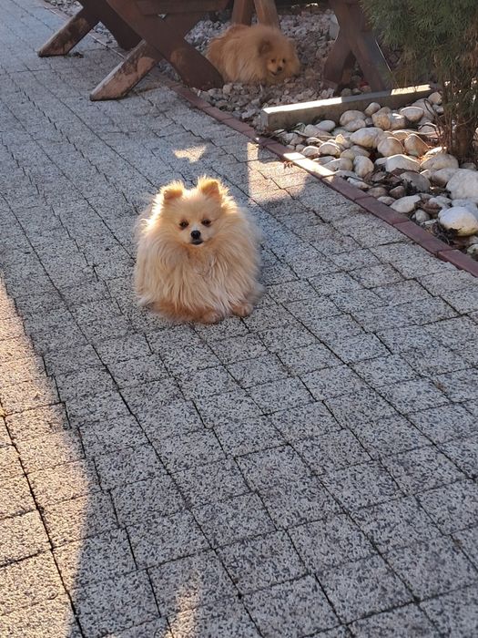 Pomeranian szpic