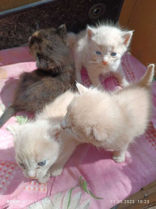 Отдам красивых котят!1,5 мес