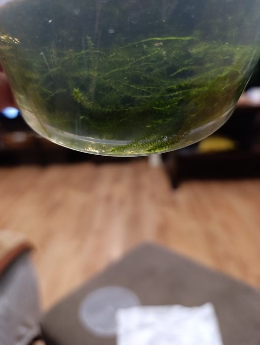 Mech roślina akwariowa Stringy moss