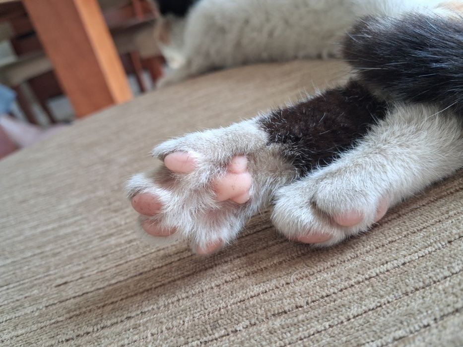 Gatinha c/ 6meses  já desparazitada