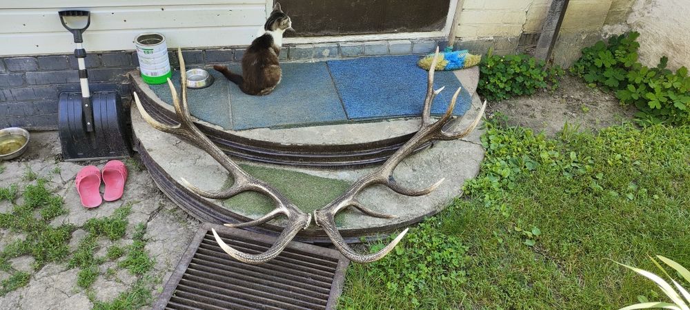 Рогі ,рога Оленя