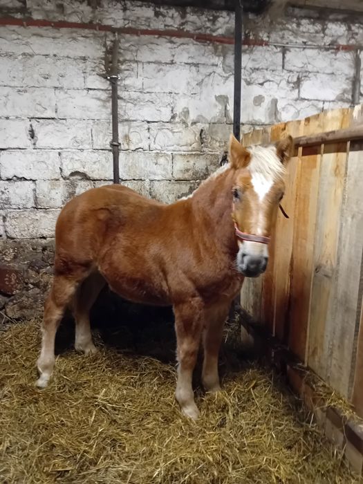 Źrebak Zimnokrwisty