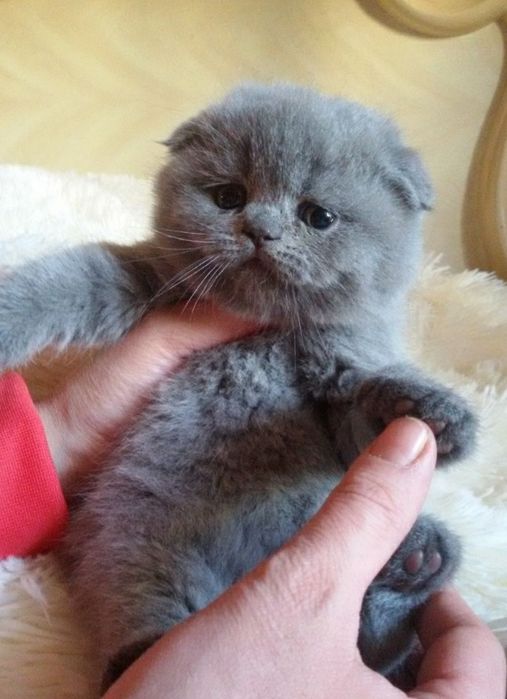 Вислоухие с документами котята