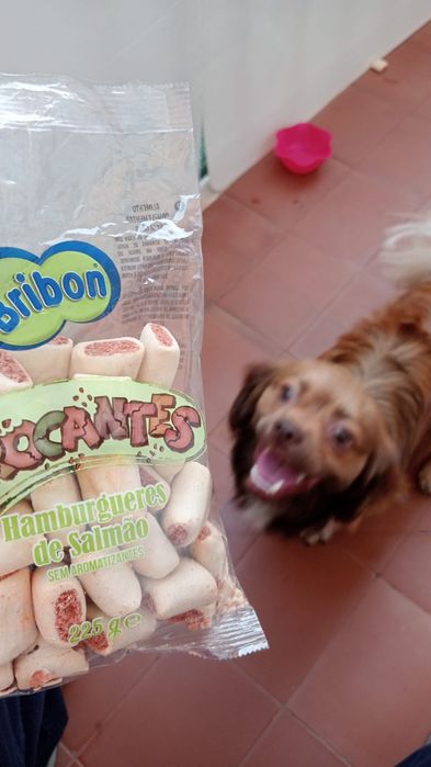 Dou cão com 1 ano e meio de idade