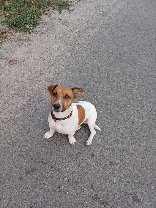 В’язка Джек Рассел Терьер