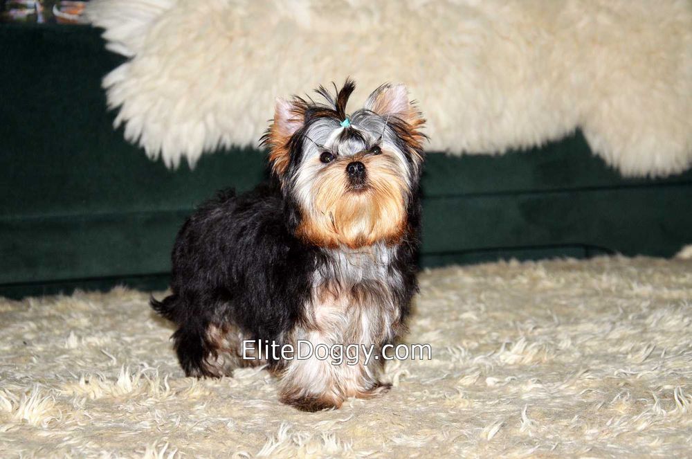 Мини мальчик йорк шоу-класса