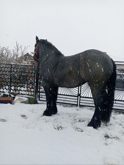 Sprzedam klacz 2.5roku