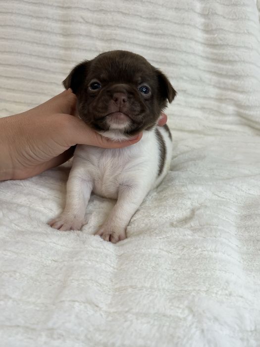 Chihuahua Macho Pelo Curto