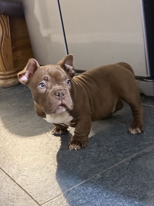 Буллі екзот нано Американський буллі