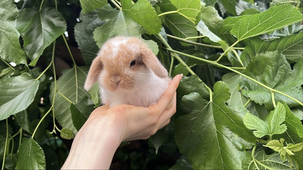 Karzełek Baranek Mini Lop Karzełek Teddy Karzełek Niderlandzki Nederland Królik Króliki Miniaturka Metryka Rodowód Legalna Hodowla
