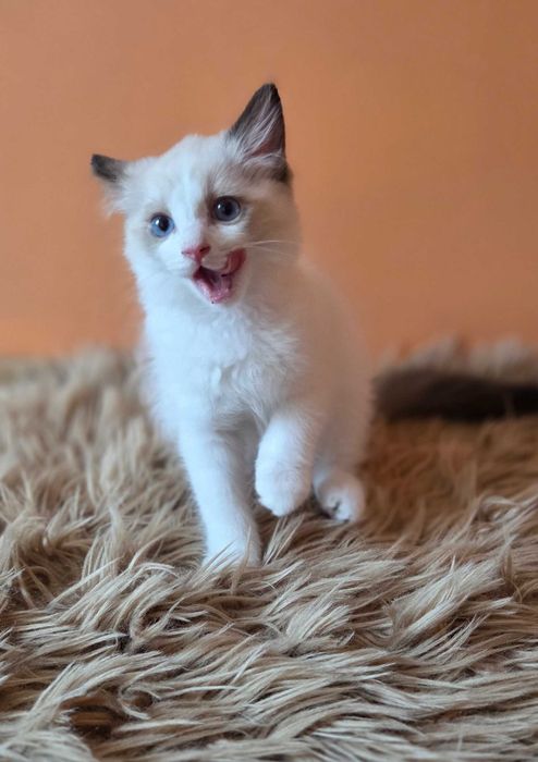Ragdoll piękne kocięta z rodowodem