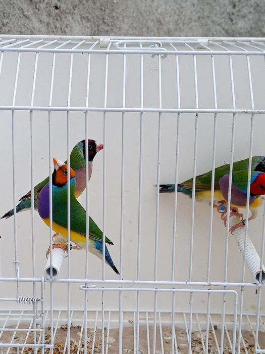 Diamantes de gould