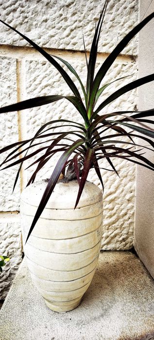 Vasos de plantas com vaso antigo