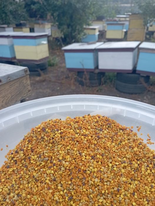 Пилок, пыльца 2025