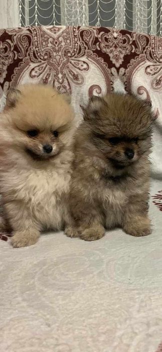 Померанський шпіц