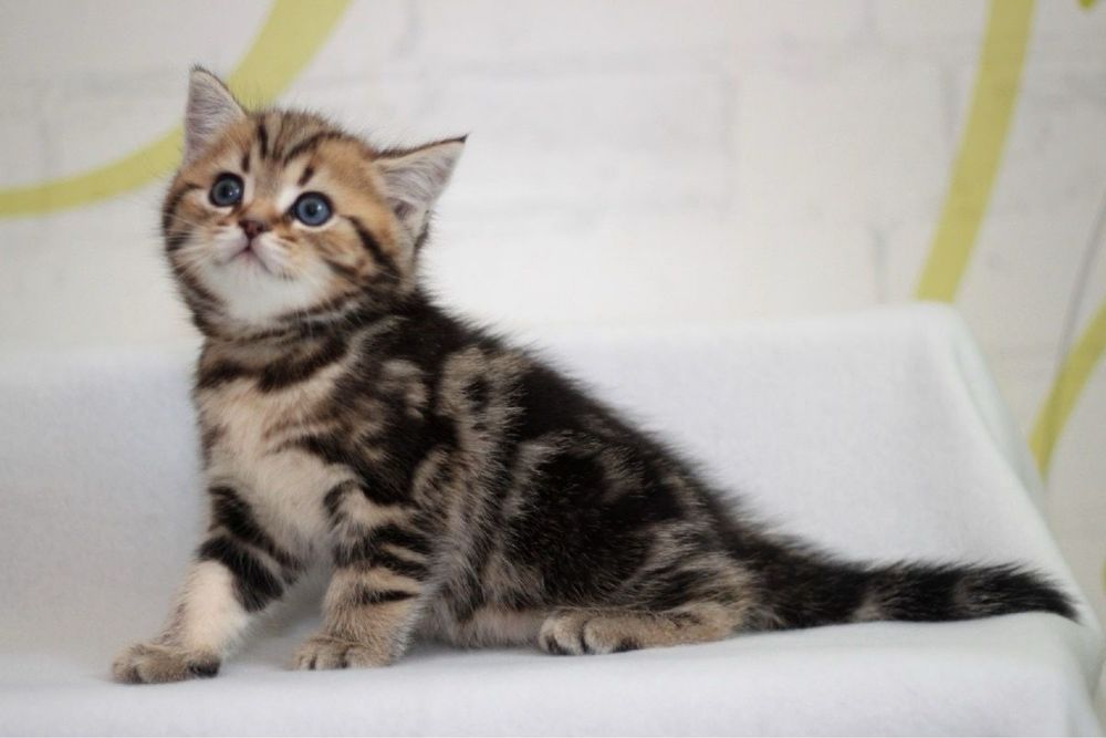 Красивый милый котик
