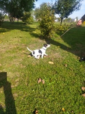 Oddam Pieska Jack Rassel Terrier