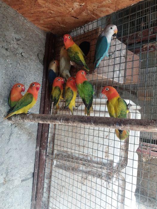 Agapornis Opalinos yellou face  opalinos azuis  verdes  portadores