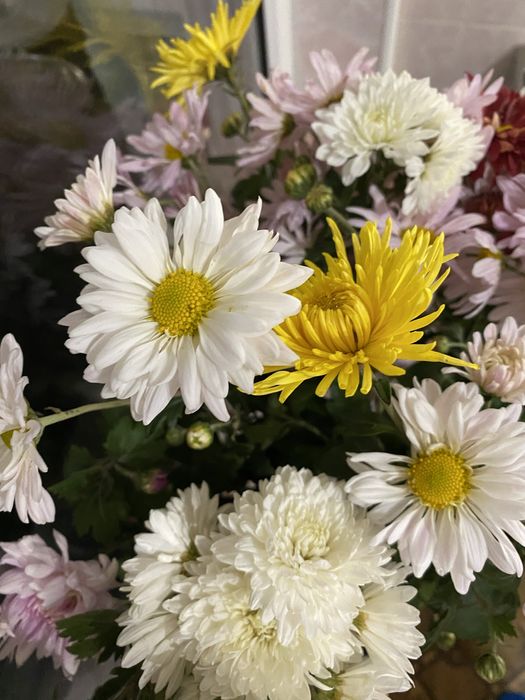 Цветы моего сада