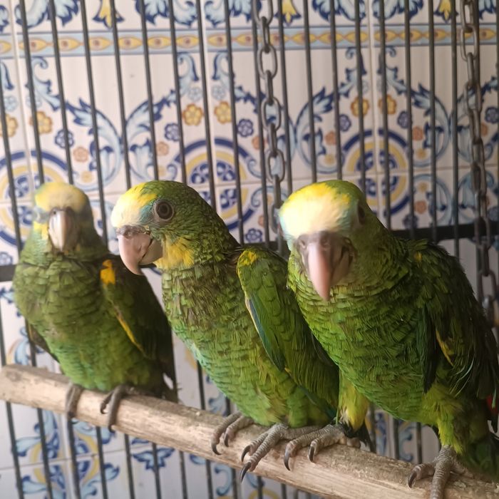 Papagaios Amazonas Barbadensis