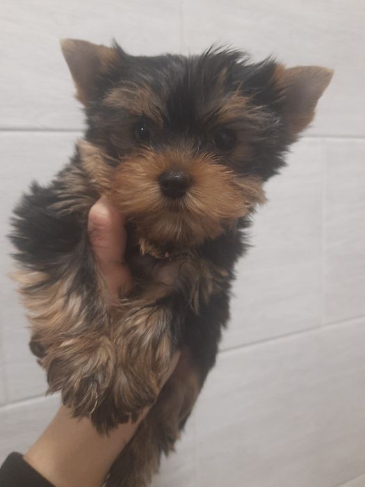 А не Вас выглядывает малыш ?