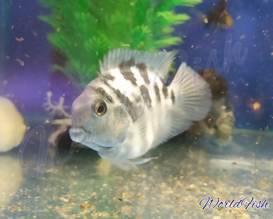 Аквариумные рыбки, мирные и неприхотливые, экзотические рыбки