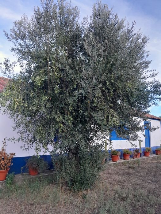 Oliveiras grandes e fortes