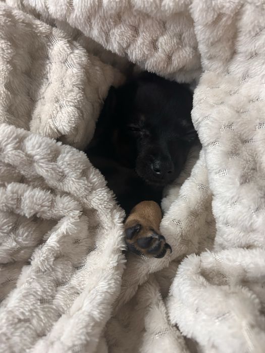 Pinczer miniatura Ratlerek