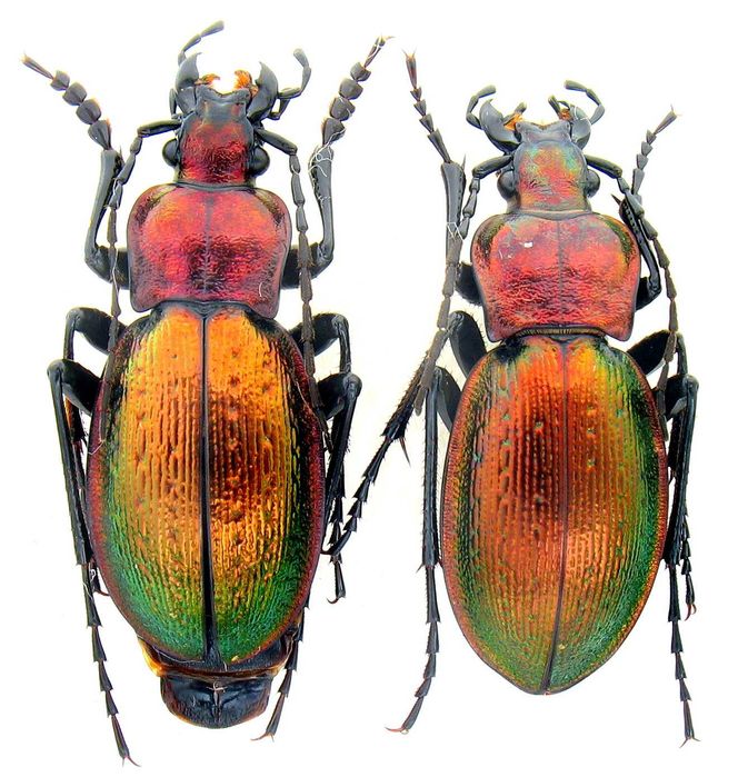 Carabus коллекция насекомые комахи, жуки, ентомологія наука