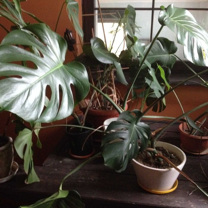 kwiaty doniczkowe monstery