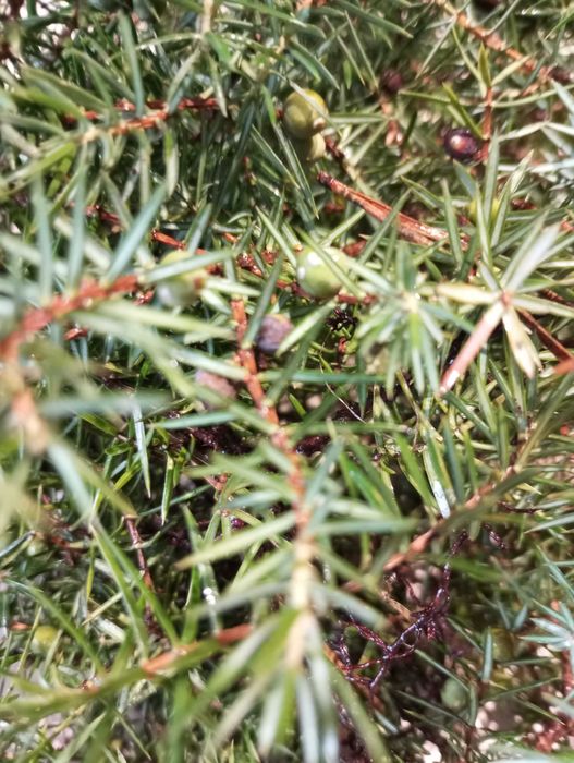 Jałowiec gałązka owoc 500g świeża idealna na stroiki i nne dekoracje