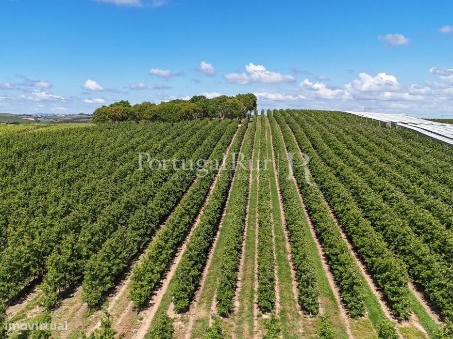 Exploração Agrícola com 37 ha e produção de Pera Rocha no Cadaval