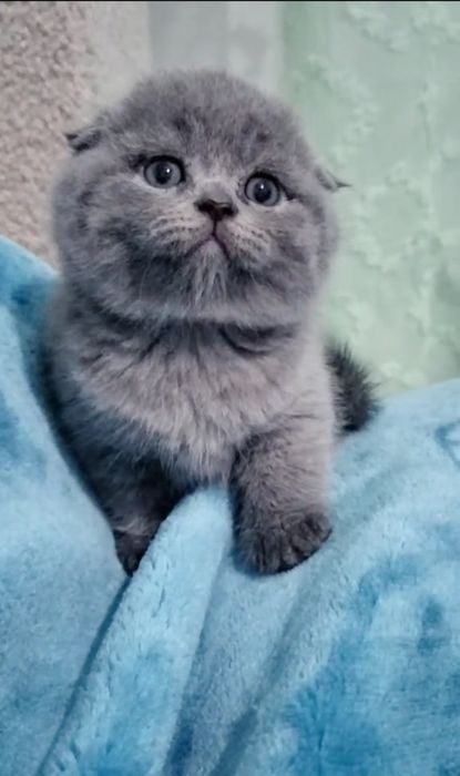 Bebé Scottish fold blue