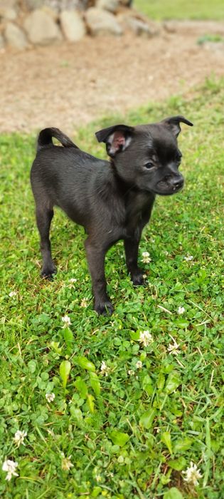 Chihuahua malutki piesek