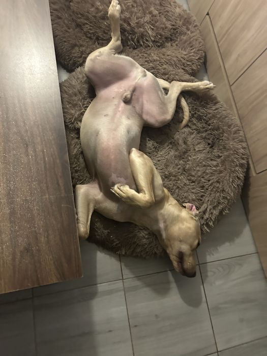 Cao amstaff para adoção