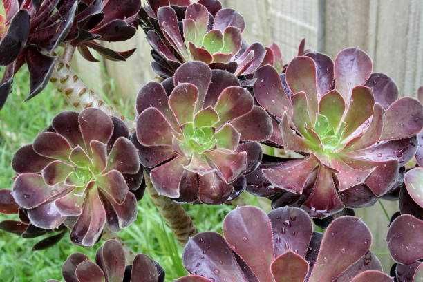 Suculenta Aeonium ROSA NEGRA - Lindissimas