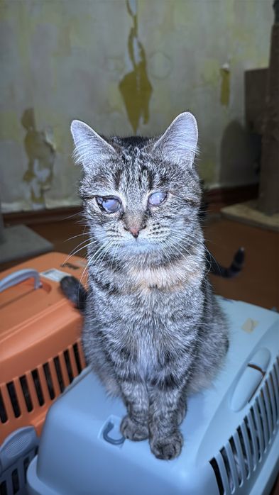 Кішечка кошеня в хороші руки