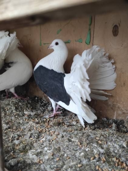 Gołębie, pawiki, pocztowe, ozdobne