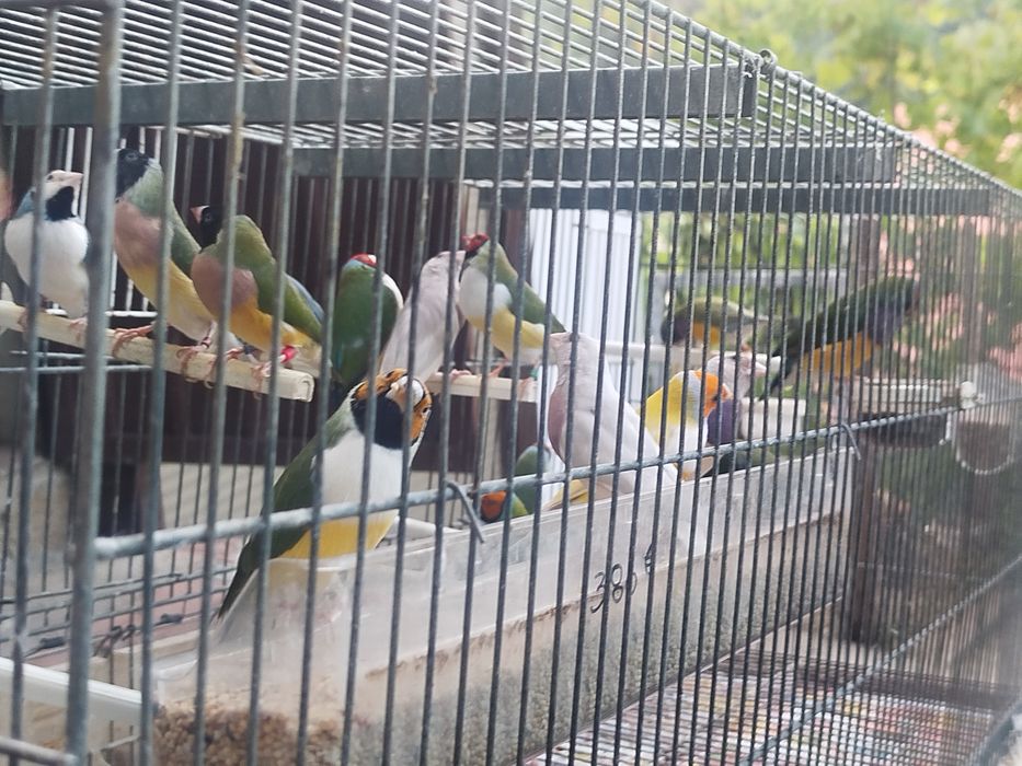 Diamantes de Gould