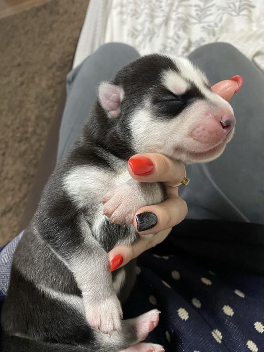 Хаскі кобель на вʼязку