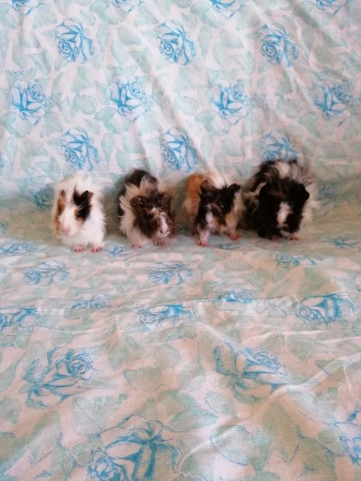 Świnka morska kawia domowa