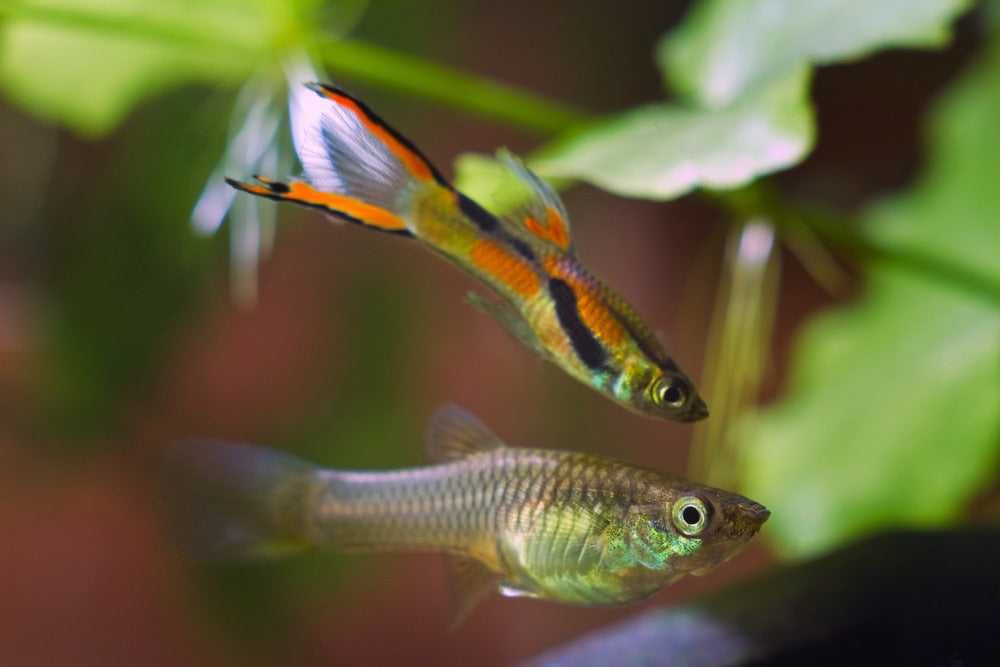Peixes Guppys (Cardume)