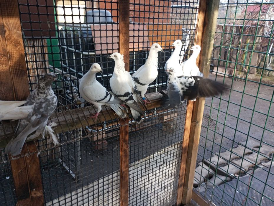 gołebie żałobniki