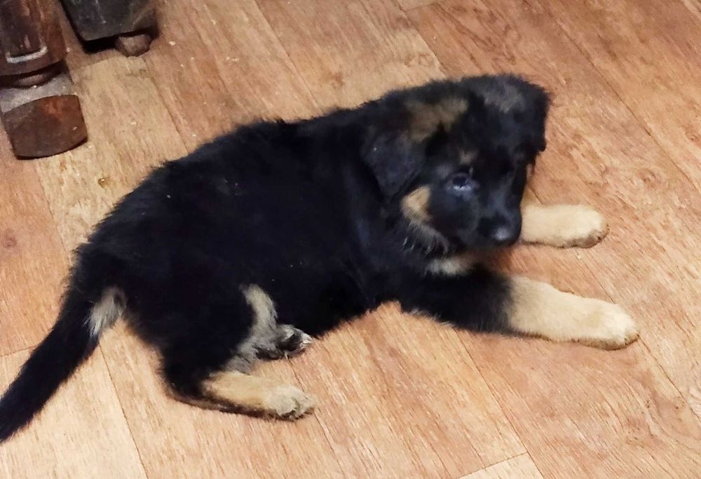 Бомбезные малыши немецкой овчарки,длинники и стандарт.