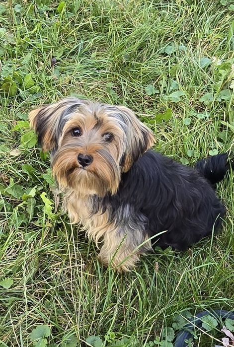 Piesek 9 miesiący Yorkshire terrier