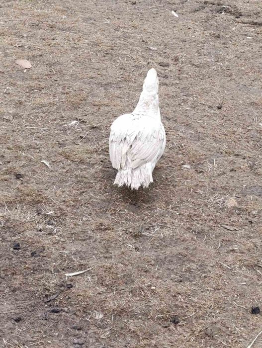 Продам качки шипуни